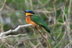 Eth_157 Blue-breasted Beeeater