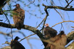 Eth_158 Hooded Vulture