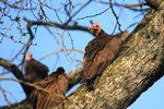 Eth_159 Hooded Vulture