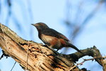 Eth_160 Red-throated Wryneck
