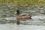 Eth_213 Yellow-billed Duck