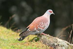 Eth_225 Speckled Pigeon