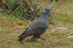 Eth_226 White-collared Pigeon