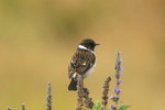 Eth_229 African Stonechat