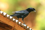 Eth_288 Bristle-crowned Starling