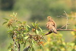 Eth_295 Common Kestrel