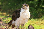 Eth_296 African Hawk Eagle