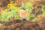 Eth_298 Red-breasted Wheatear