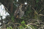 Eth_301 Abyssinian Owl
