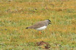 Eth_309 Spot-breasted Lapwing