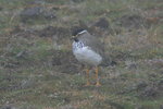 Eth_310 Spot-breasted Lapwing