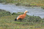 Eth_311 Ruddy Shelduck