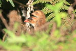 Eth_314 Chestnut-naped Francolin
