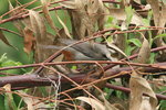 Eth_377 Abyssinian Catbird