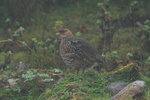 Eth_383 Chestnut-naped Francolin