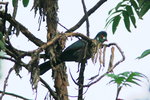 Eth_388 White-cheeked Turaco