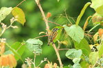 Eth_389 Yellow-fronted Tinkerbird