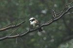 Eth_398 Northern Whit-crowned Shrike