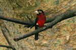 Eth_400 Double-toothed Barbet