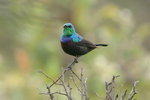 Eth_420 Marico Sunbird