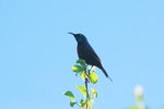 Eth_429 Black-bellied Sunbird