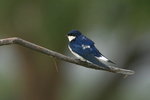 Eth_483 White-tailed Swallow