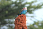 Eth_488 Lilac-breasted Roller