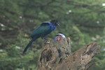 Eth_489 Ruppell's Starling