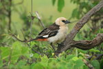 Eth_490 White-headed Buffalo Weaver