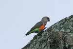 Eth_491 Red-bellied Parrot