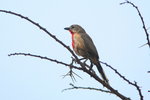 Eth_495 Rosy-patched Bushshrike