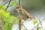 Eth_497 Rattling Cisticola