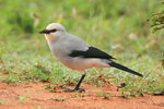 Eth_500 Stresemann's Bush Crow