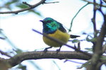 Eth_507 Collared Sunbird
