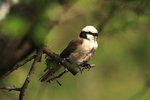Eth_510 Northern White-crowned Shrike