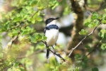 Eth_511 Pygmy Batis