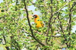 Eth_513 Vitelline Masked Weaver