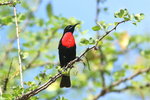 Eth_514 Hunter's Sunbird