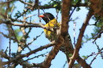 Eth_517 Black-headed Oriole