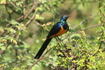 Eth_519 Golden-breasted Starling