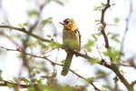 Eth_520 d'Arnaud's Barbet