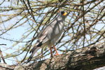 Eth_521 Eastern Chanting Goshawk