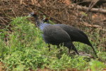 Eth_522 Vulturine Guineafowl