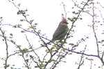 Eth_525 Blue-naped Mousebird