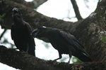 Eth_607 Thick-billed Raven