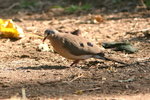 Eth_625 Blue-spotted Wood Dove