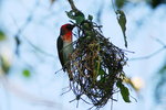 Eth_633 Red-headed Weaver