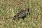 Eth_639 Hadada Ibis