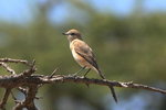Eth_640 Isabelline Wheatear