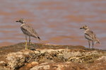 Eth_641 Senegel Thick-knee